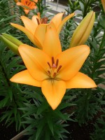 [5081 Royal Trinity No02.JPG]